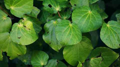 Kawakawa leaves have been recorded as being used internally to tone the kidneys and help with stomach problems. 