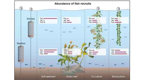 Diagram showing fish recruits during experiment in the Coromandel