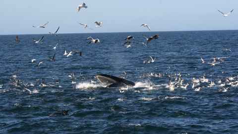 Bryde's whales feeding in Hauraki Gulf.