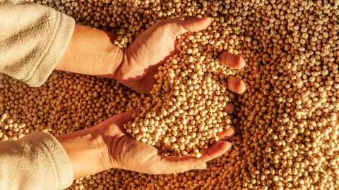 Pair of hands holding soya beans