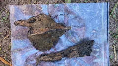 Albatross bones recovered from an umu on Enderby.
