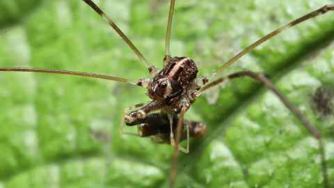 Gamma male harvestman with prey 