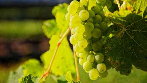 Green grapes on a vine, in the sun.