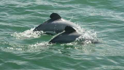 Māui dolphins. Image: University of Auckland/Department of Conservation	
