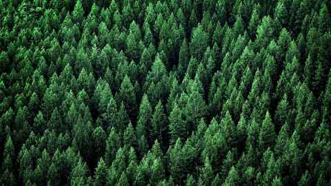 Monoculture of pine trees