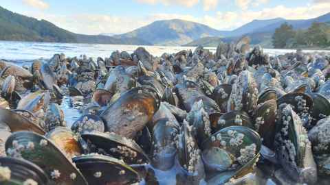 Dozens of mussels in shallow water, with a body of water and mountains in the background.
