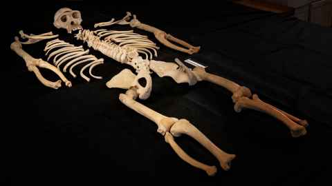 Skeleton of the chimpanzee Tschego in Museum für Naturkunde Berlin. Credit: Javier Virués-Ortega