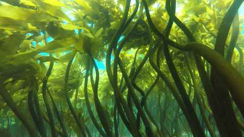 A photo of a kelp forest 