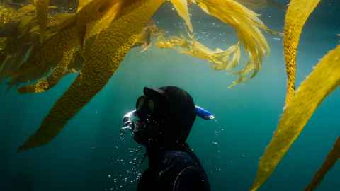 A diver explores a kelp forest.