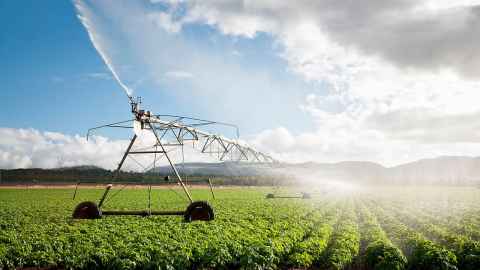 Sprinkler Irrigation in a field of crops