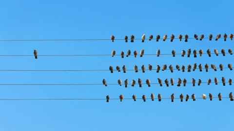 A pile of birds on phone lines but one bird sits all alone