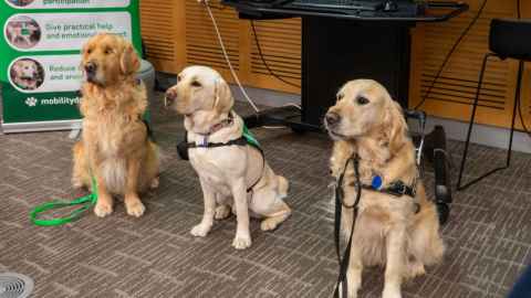 Two golden retrievers and a labrador sitting on the floor
