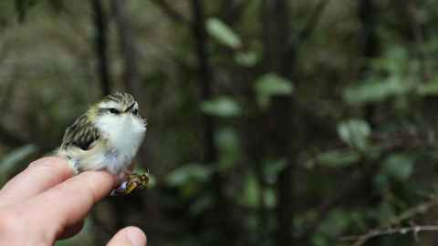 Tītipounamu/ rifleman: New Zealand's tiniest bird.