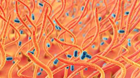 Bordetella pertussis bacteria in respiratory tract