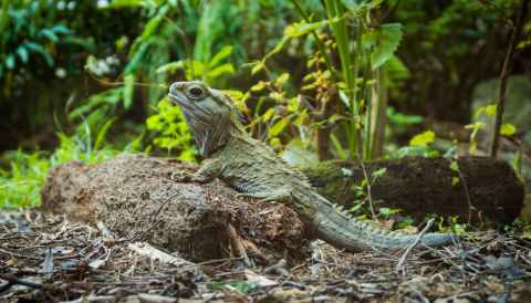 The tuatara is pictured perched in the bush.