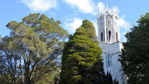 clocktower university of auckland with giant trees alongside it