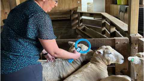 sarah-jane with the wand in a sheep pen