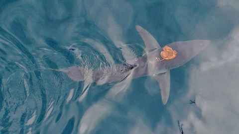 An octopus riding on a shark's back