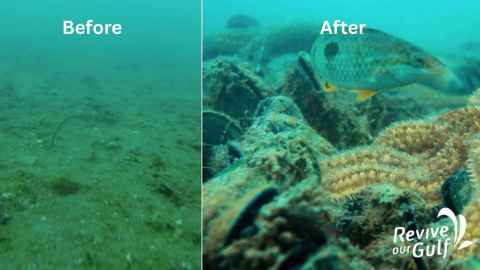 Before-and-after images of progress made by Revive Our Gulf conservation efforts