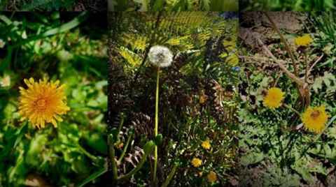 Dandelion patch scenes from Alice's thesis