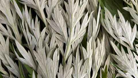 Mugwort.... one of Alice's study participants