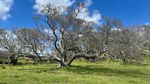 Myrtle rust poses a threat to pōhutukawa and 14 other native trees.