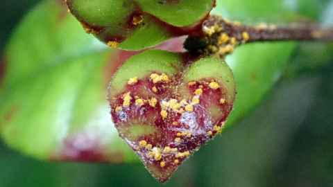 Myrtle rust has wiped out ramarama trees on the East Coast.