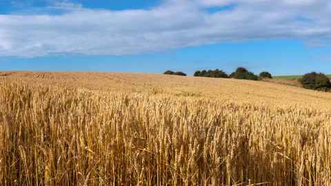 Field of wheat against blue sky 