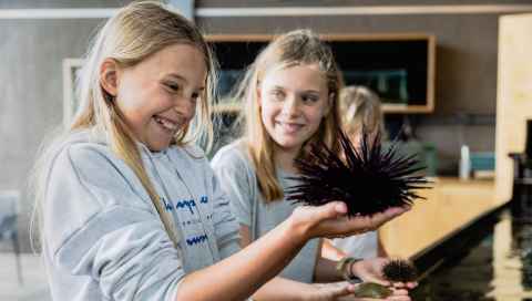 Students inspect a live kina during at the Goat Island Marine Discovery Centre.  