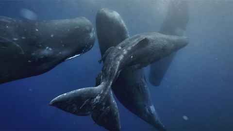 A group of young sperm whales socialising 