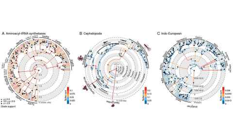 Evolutionary trees