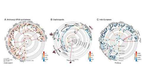 Evolutionary trees reconstructed