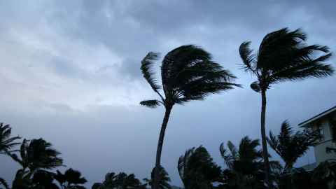 Trees sway in stormy winds