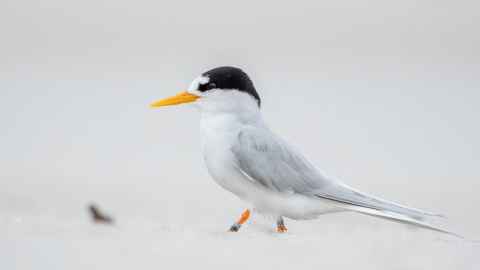 An adult tara iti in breeding plumage.
