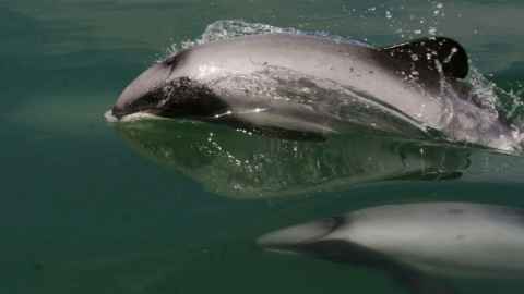 Māui dolphins are critically endangered.