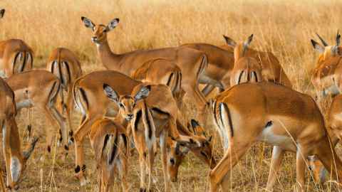 New Zealand lacks young, high-growth firms dubbed 'gazelles'. 