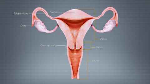 Cancer of the uterus is on the rise in New Zealand.