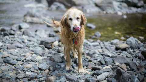 Waterways contaminated with drug-resistant pathogens pose a risk to humans and animals. Photo: Dan Campbell Robinson.