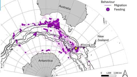 Map shows satellite tracking of whales