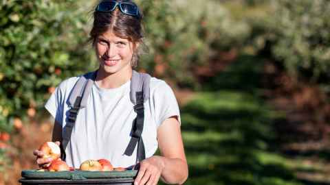 1600-fruit-picker-adobe-express