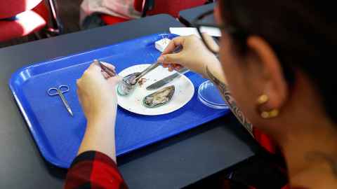 Dissection of a mussel