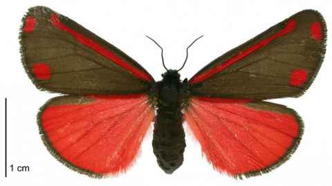  Cinnabar moth. Introduced from England in 1926 to control ragwort, the moth’s colouration is a classic warning: `toxic to eat’. (Image: Manaaki Whenua)