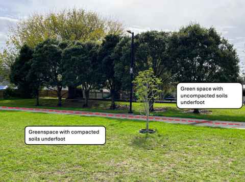 Area showing lush tree growing in normal soil, and spindly tree growing where soil is compacted. 