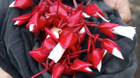 Fiji's national flower Tagimoucia