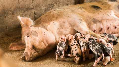 Happy looking pig, suckling a litter of piglets 