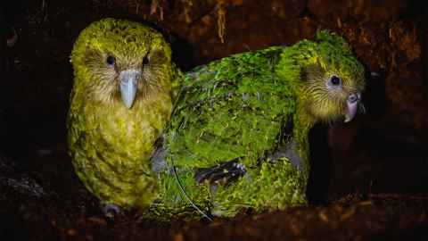 Mother and chick. Photo by Jake Osborne, DOC