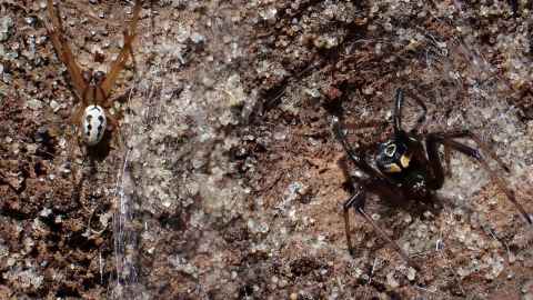 Male (left) and female katipō