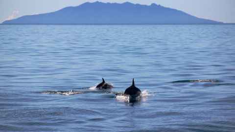 New Zealand Common Dolphins and Little Barrier Island, Te Hauturu-o-Toi in the Hauraki Gulf. Auckland region, North Island.