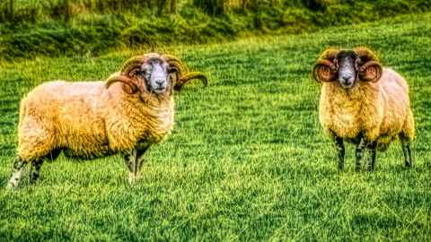 Rams could provide helpful models to understand the effects of repeated brain injuries in humans, says Murray. Photo: Larry Ferreira.