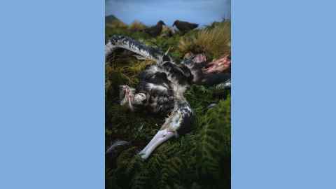 Edin Whitehead award winning albatross chick image